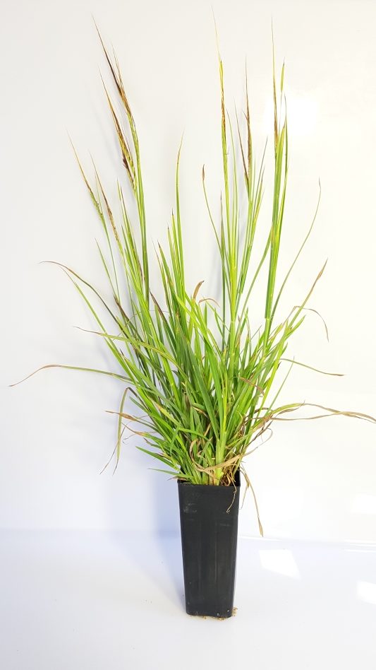 SPEAR GRASS - Wallum Nurseries